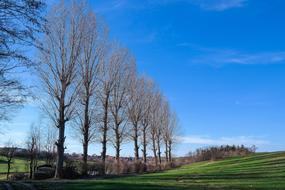 bare Poplars in row at green field, spring landscape