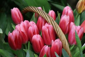 pink Tulips, Bouquet in Basket