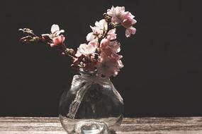 Pink Cherry Blossoms on Branch in vase