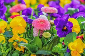 bright flowers on a flower meadow