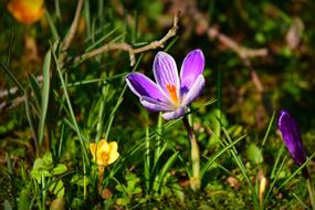 blooming purple crocuses in the forest