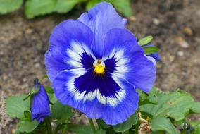 incredible Winterviooltje Flower Petals