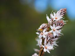 Close Up Blossom