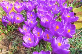 Crocus as a Spring Flower