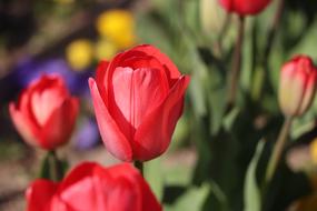 red tulips on a sunny day close up