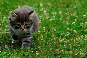 domestic fluffy kitten outdoor