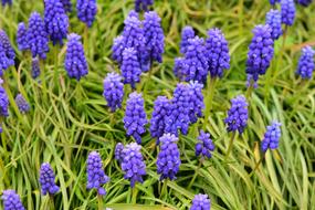 blue spring flowers, Muscari