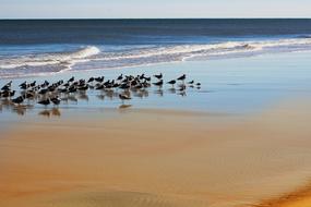 flock of seagulls on the beach