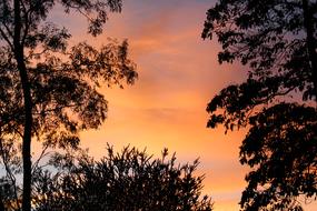 photo of black trees against the background of the morning orange sky