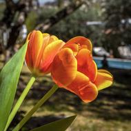 incredible Blooming Orange