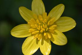 photo of yellow forest flower