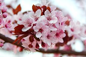 spring pink flowers on a branch, close-up