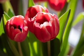 Tulips red Flowers Spring