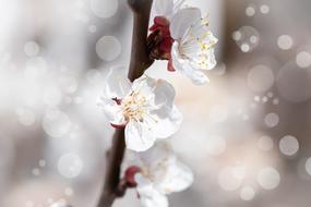 Close-up of the beautiful, blossoming, white and red flowers on the apricot tree, at background with bokeh lights