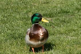 beautiful mallard walks on a mown lawn