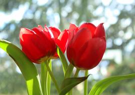 red tulips in sun light