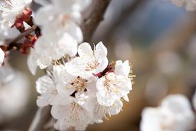 apricot tree in spring