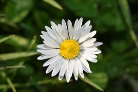 White Flower Daisy Petals