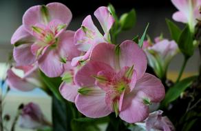 Alstromeria Pink Flowers on a blurred background