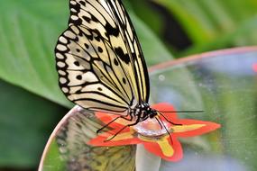 black and white tropical butterfly on glass