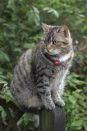 Cute, colorful and beautiful cat, sitting, among the green plants