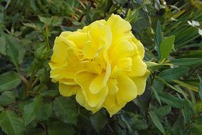 big fluffy yellow Rose Flower and green buds on shrub
