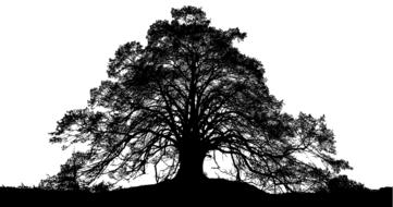 forest trees silhouette drawing