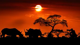 sunset rhinoceros wild