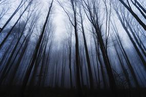 Mystery Forest Winter