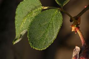 Drop Of Waters on Wet Leaf
