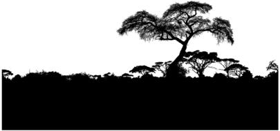 black silhouette of a tree in nature