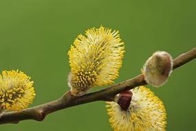 Willow Catkin Pasture