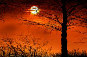 forest on a background of white sun and orange sunset