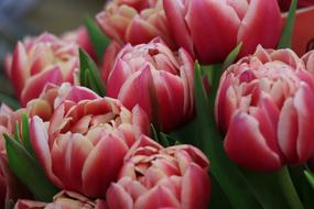 wallpaper with tulip blossoms