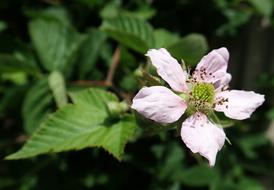 pink blackberry flower in the garden