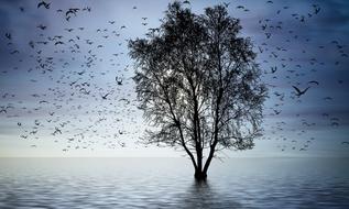 tree Birds Sunset amazing