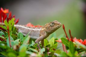 lizard on a colorful plant close-up on a blurred background