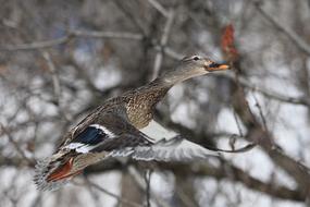 wild duck in flight in winter