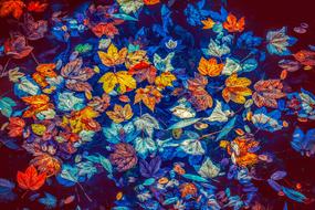 Fall Leaves Water