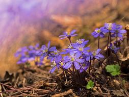 Hepatica Nobilis