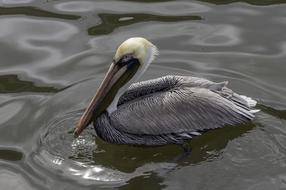 grey pelican in water close-up