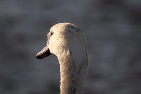 unusually beautiful Swan Young Portrait