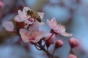 bee on the cherry blossom in spring