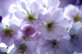 Cherry Blossoms in back light, macro