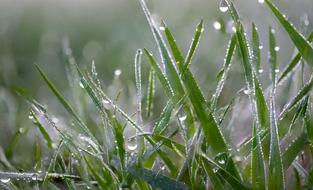 green grass in dew in the morning