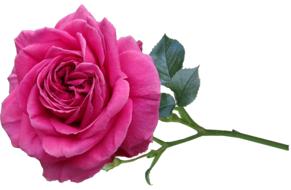 incredible Rose Flower Garden