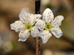 amazing Flowers White Casey