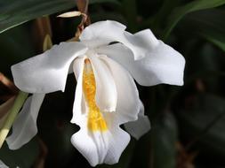 white orchid Flower at darkness