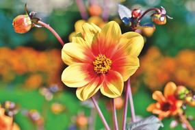 red and yellow open Dahlia Flowers outdoor