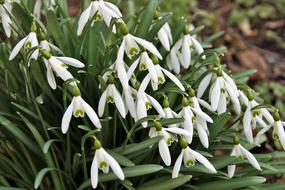 cluster of sowdrops